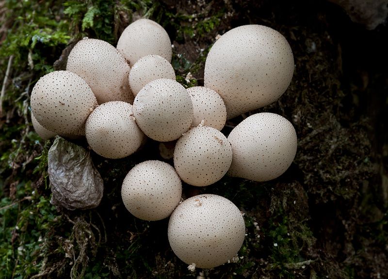 Lycoperdon pyriforme